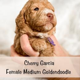 Spot 8 - Apricot female Goldendoodle puppy in Redmond, Oregon from Bourbon and Lace Doodles