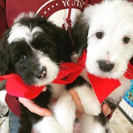 Sheepadoodle Puppies from Life Unleashed Farm