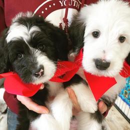 Sheepadoodle Puppies from Life Unleashed Farm