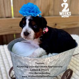 Tootsie - Tri-color female Bernedoodle puppy in Orange, Texas from Walk with Me Doodles