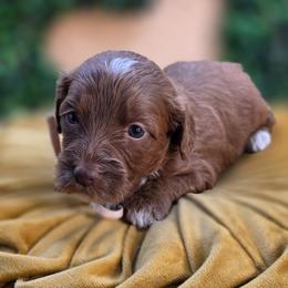 Miss Bunny - Red  female Goldendoodle puppy in Decatur, Tennessee from Diamond's Doodles