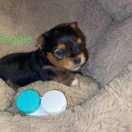 Reggie (runt of the litter) - Black & tan tri-color male Morkie puppy in Seneca, Missouri from M.Y. Morkies and Yorkies