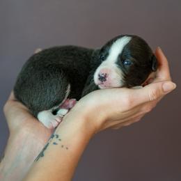 Border Collie, Papillon, Sporty Mix, and Whippet Puppies from Old Hemp Border Collies / Open Horizon Sport Dogs
