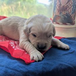 Cody - Golden male Golden Retriever puppy in Colville, Washington from Rosehaven Homestead