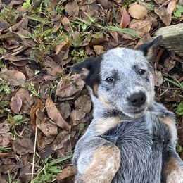 Australian Cattle Dog Puppies from Tall Pines Cattle Dogs
