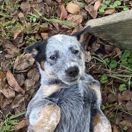 Australian Cattle Dog Puppies from Tall Pines Cattle Dogs