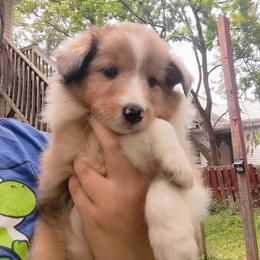 Katara - Sable merle and white female Shetland Sheepdog puppy in Albany, New York from K&A Little Wonder's