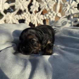 Maltipoo Puppies from Sophies Babies