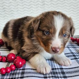 Raider - Red merle male Australian Shepherd puppy in Mountain Grove, Missouri from K Bar H Farms