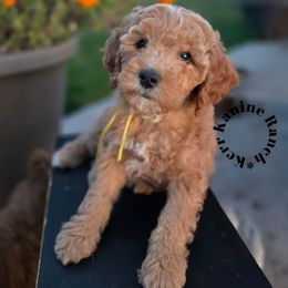 Daisy-Yellow collar - Apricot female Goldendoodle puppy in Ashton, Idaho from Kerr Kanine Ranch
