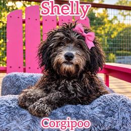 Shelly - female Corgipoo puppy in Garland, Texas from Brewer's Doodles and French Bulldogs