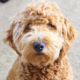 Griffin - Goldendoodle
