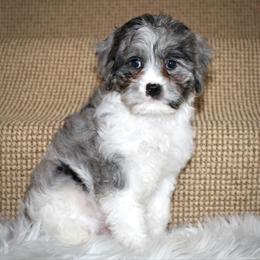 Dakota- READY NOW - Merle male Cavapoo puppy in Apple Creek, Ohio from Arlene Hershberger