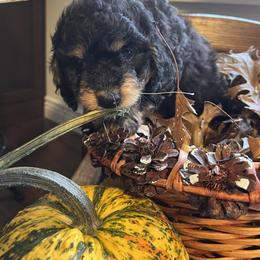 Bernedoodle Puppies from Birdies Mini Bernedoodles