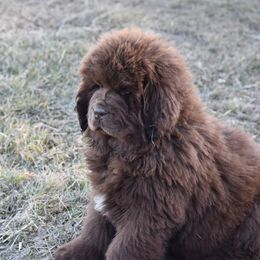 Newfoundland Puppies from Bydand Newfoundlands