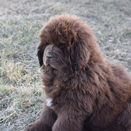 Newfoundland Puppies from Bydand Newfoundlands