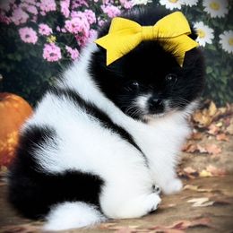 AKC Ruby 3500 - Black parti female Pomeranian puppy in Oklahoma City, Oklahoma from Belle House Pomeranians