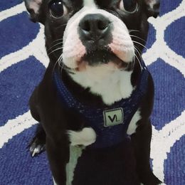 Boston Terriers from Western KY CKC Boston Terrier