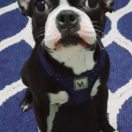 Boston Terriers from Western KY CKC Boston Terrier