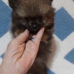Boy 2 - Red sable male Pomeranian puppy in Castleberry, Alabama from Renee's Pomeranians