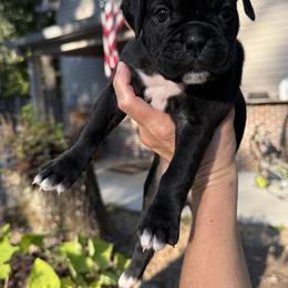 Rosa - Brindle female Boxer puppy in Taft, Tennessee from Hillbillie Boxers