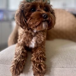 Ruby - Cavapoo