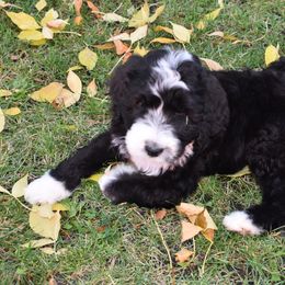 Bernedoodle Puppies from Belly Rubs