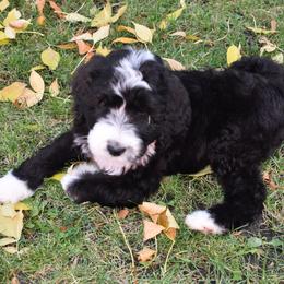 Bernedoodle Puppies from Belly Rubs
