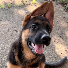 German Shepherd puppies from AB_Elite_GSD