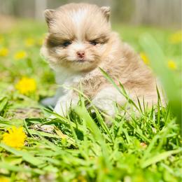 Churro - Chocolate merle male Pomeranian puppy in Buck Valley, Pennsylvania from Buck Valley Pomeranians