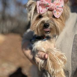 Bella - Yorkshire Terrier