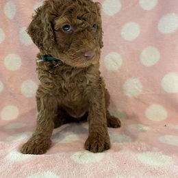 Green Girl - Red  Poodle puppy in Baton Rouge, Louisiana from Honeybun Poodles