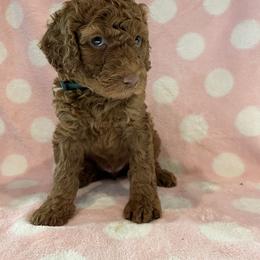Green Girl - Red  Poodle puppy in Baton Rouge, Louisiana from Honeybun Poodles