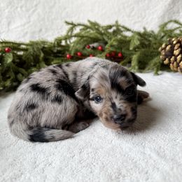 Holly - Blue merle female Miniature American Shepherd puppy in Idaho Falls, Idaho from Sugartop Minis