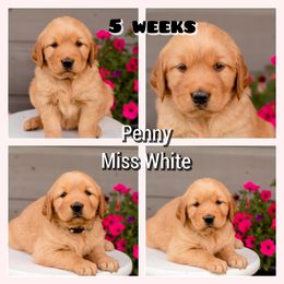 Golden Retriever Puppies from SK Golden Retrievers