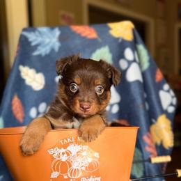 Jessie - Red tri female Miniature Australian Shepherd puppy in Buchanan, Georgia from Stanleyville Farm Mini Aussies