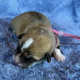 Mauve Collar Female - Sable female Pembroke Welsh Corgi puppy in Victoria, Texas from Clear Creek Corgis