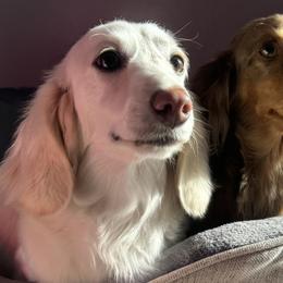 Dachshunds from Walker pups