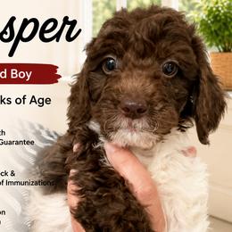 1200.00 Jasper: Red Collar - Parti male Goldendoodle puppy in Raceland, Louisiana from Cajun Doodles