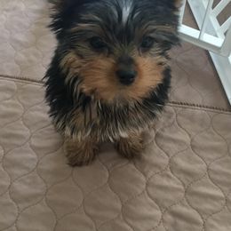 Yorkshire Terriers from Brooklyn Yorkshire Terriers