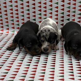 Pine - Piebald male Dachshund puppy in Porterville, California from Desert Dynasty