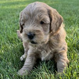 Goldendoodle Puppies from Maple Blossom Doodles