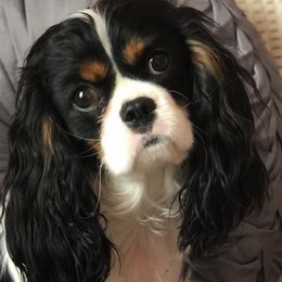 Cavalier King Charles Spaniels from Pisteuo Cavalier King Charles Spaniels