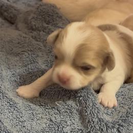 Skye - Cream and white female Chihuahua puppy in Red Bluff, California from Lane’s Little Long Coats