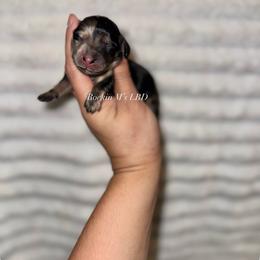 Jessie - Dapple female Dachshund puppy in Ceres, California from Rockin' M’s LilBitty Dachshunds (LBD)