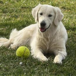 Posey - Golden Retriever