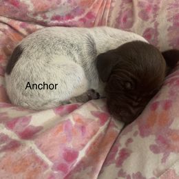 German Shorthaired Pointer Puppies from Secret Garden Pointers