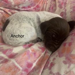 German Shorthaired Pointer Puppies from Secret Garden Pointers