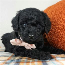 Violetta - Black female Bernedoodle puppy in Temecula, California from Oodles O'Doodles