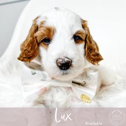 Lux - Cream male Goldendoodle puppy in Mahomet, Illinois from Jordan Family Doodles